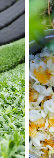 心にしみわたる花